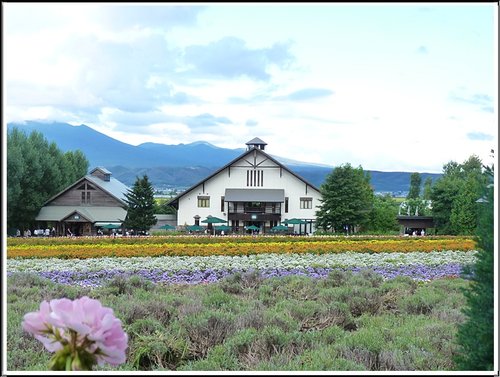 2011北海道之旅~富田農場(上) 09