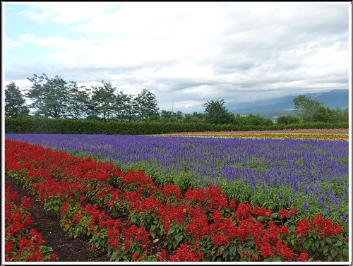 2011北海道之旅~富田農場(上) 14