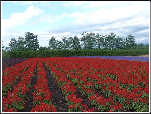 2011北海道之旅~富田農場(上) 13