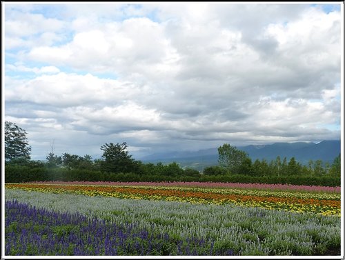 2011北海道之旅~富田農場(上) 16