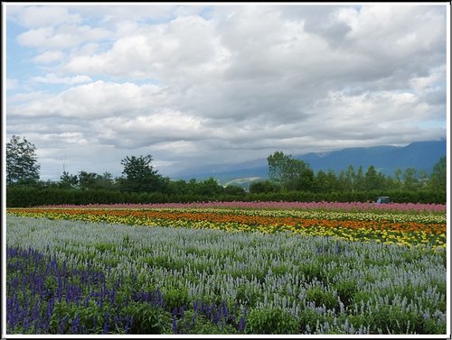 2011北海道之旅~富田農場(上) 18