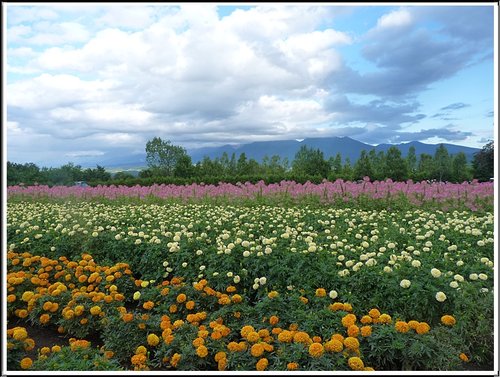 2011北海道之旅~富田農場(上) 21