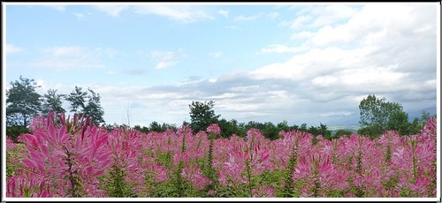 2011北海道之旅~富田農場(上) 22