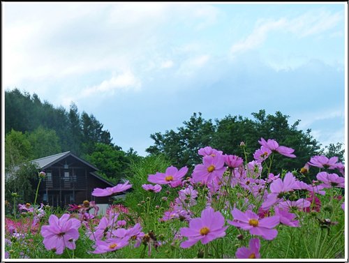 2011北海道之旅~富田農場(上) 25