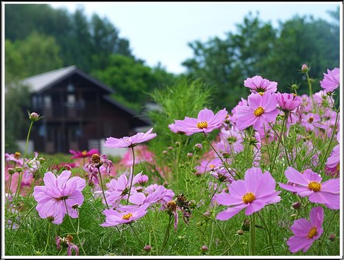 2011北海道之旅~富田農場(上) 24