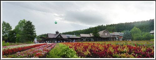 2011北海道之旅~富田農場(上) 28