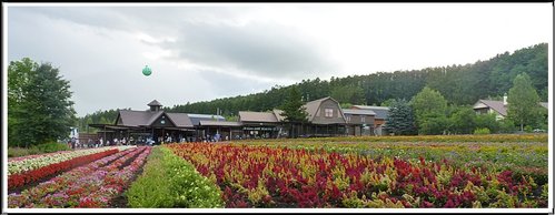 2011北海道之旅~富田農場(上) 27