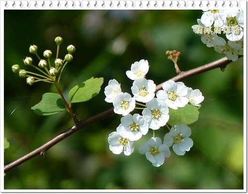 繡球繡線菊05.jpg