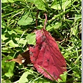 2011北海道之旅~滝之上自然公園風景篇 23