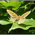 2011北海道之旅~滝之上自然公園生態篇 07