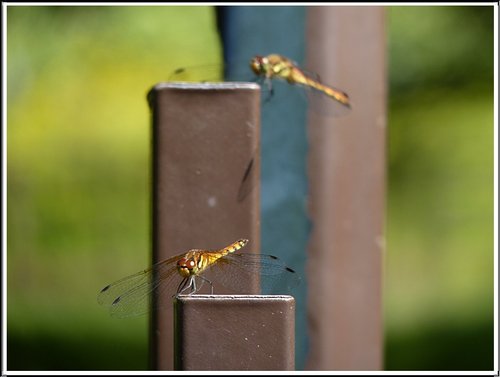 2011北海道之旅~滝之上自然公園生態篇18