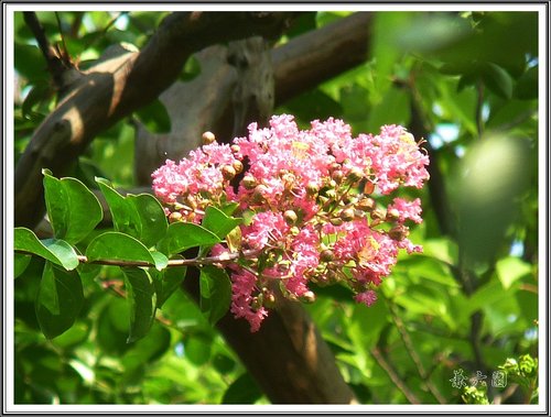 2012日本北陸之旅~兼六園(二) 08