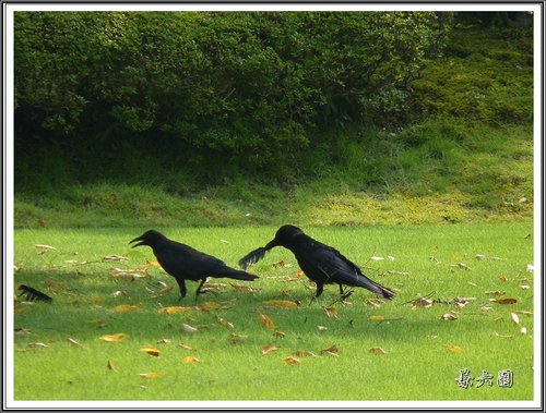 2012日本北陸之旅~兼六園(二) 15