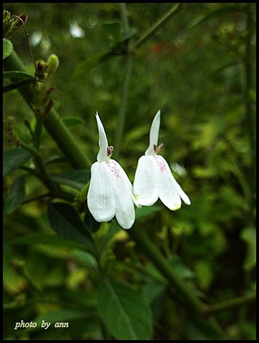 白鶴靈芝 05