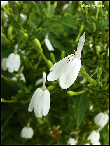 白鶴靈芝 07