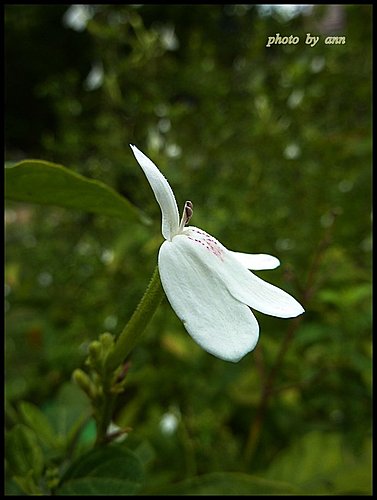 白鶴靈芝 10