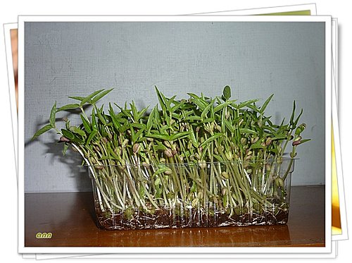 綠豆小盆栽10