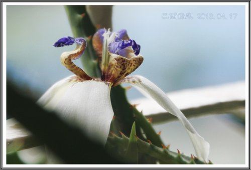 小花園日記~巴西鳶尾 23