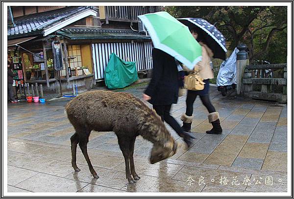 2013日本賞楓之旅D1099