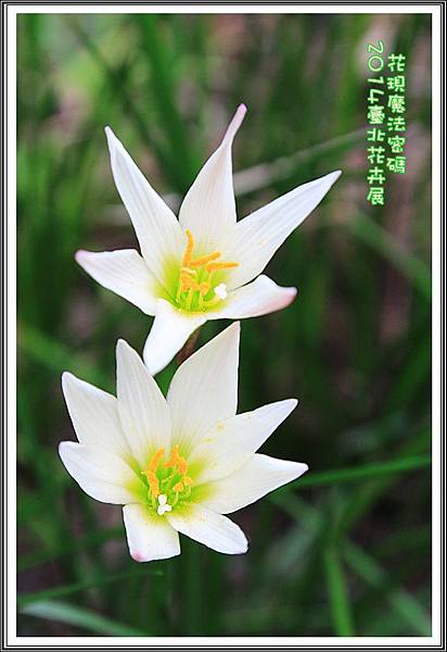 2014臺北花卉展102