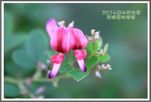 2014臺北花卉展170 2014臺北花卉展170