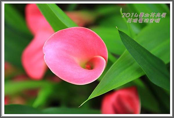 2014臺北花卉展196 2014臺北花卉展196