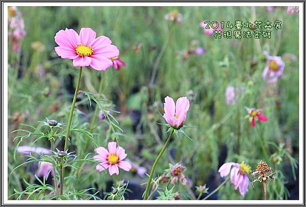 2014臺北花卉展200 2014臺北花卉展200