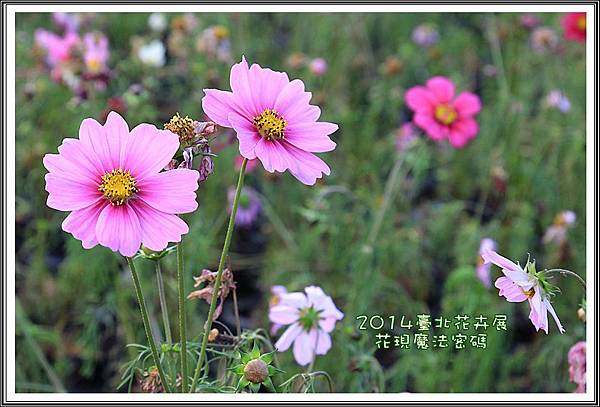 2014臺北花卉展201 2014臺北花卉展201