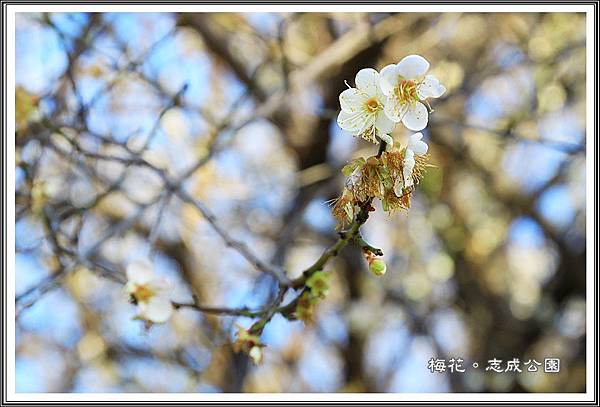 志成公園賞梅01