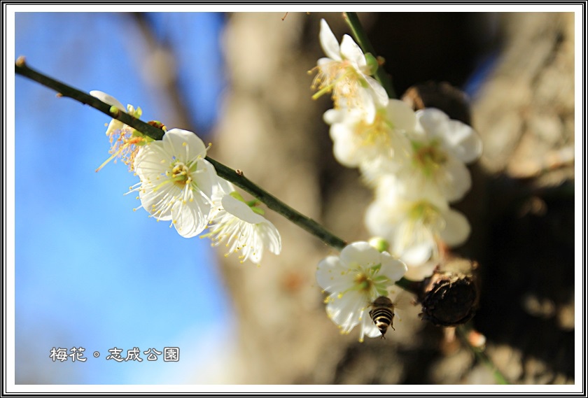 志成公園賞梅10