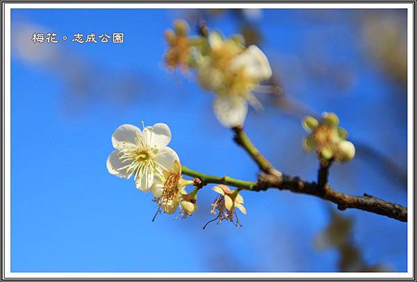 志成公園賞梅18