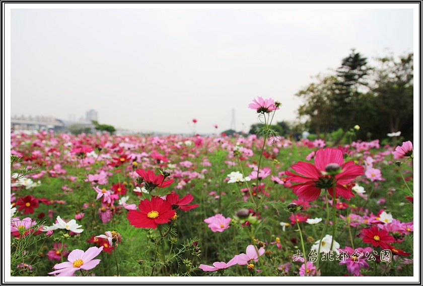 大台北都會公園05