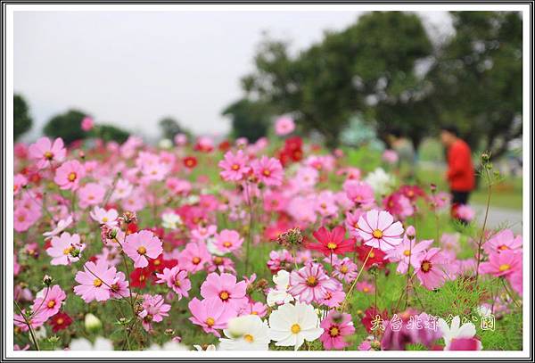 大台北都會公園50