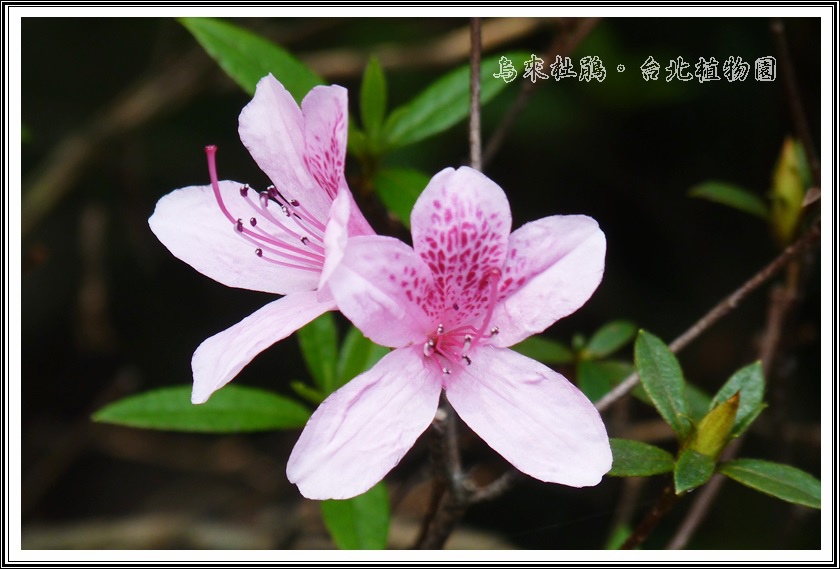 杜鵑花科-烏來杜鵑05