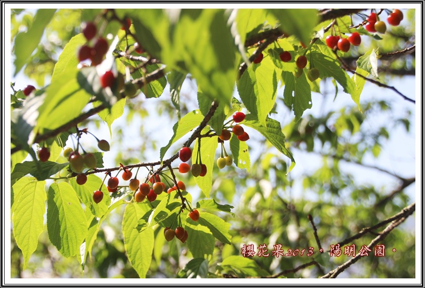 山櫻花果實10