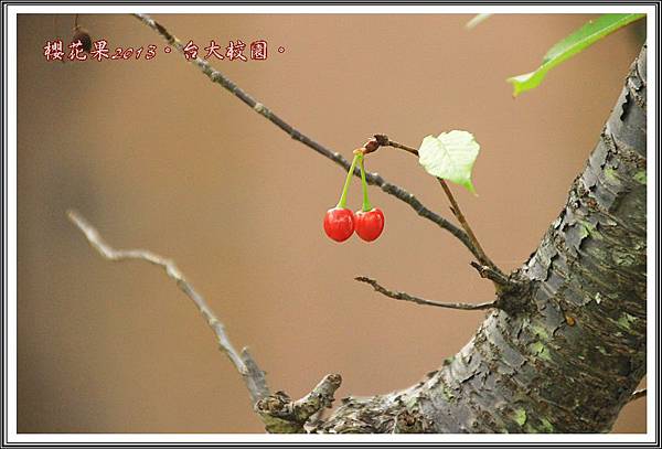 山櫻花果實17