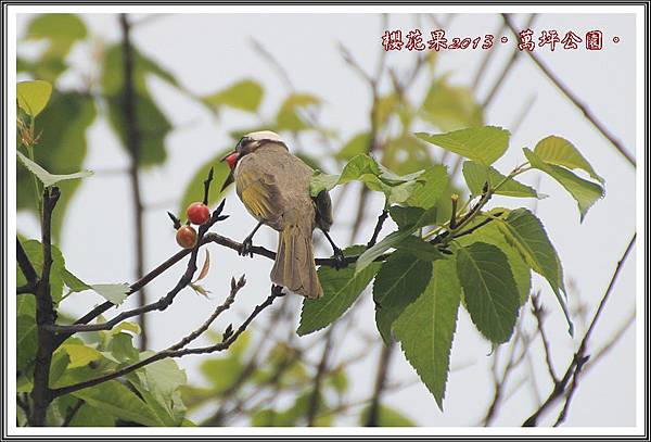 山櫻花果實20