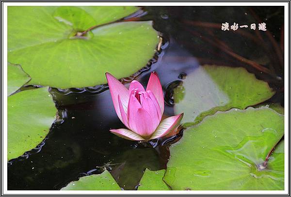 淡水一日遊125