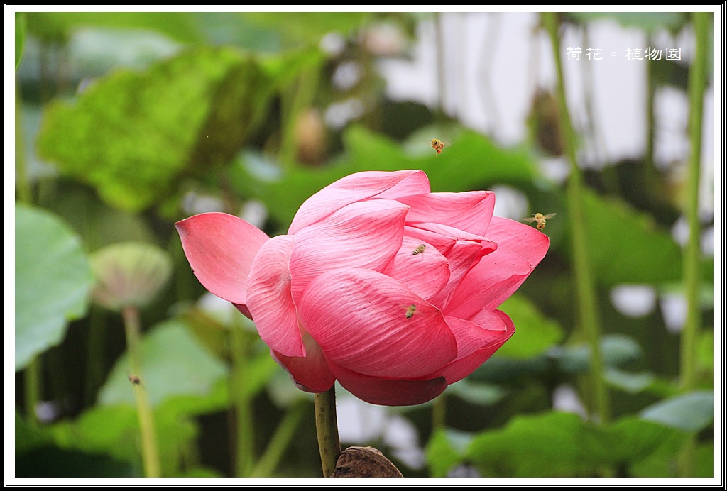 2014荷花~台北植物園07