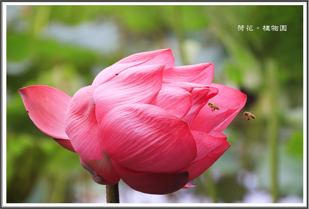 2014荷花~台北植物園09