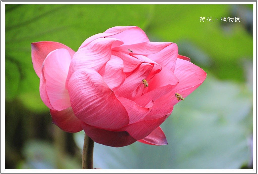 2014荷花~台北植物園10