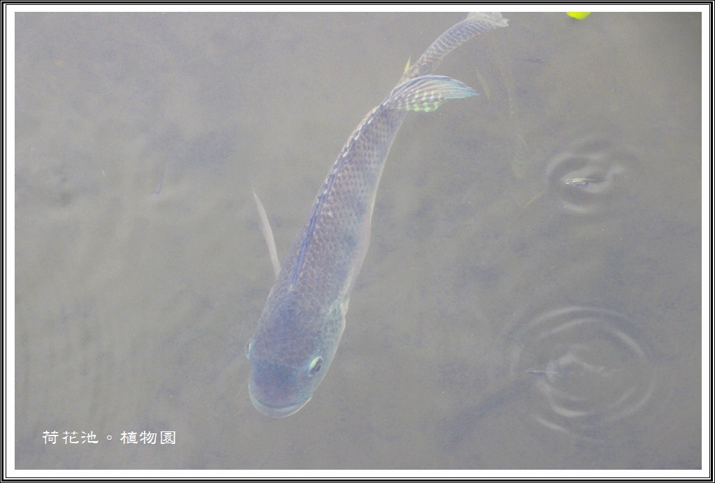 2014荷花~台北植物園25