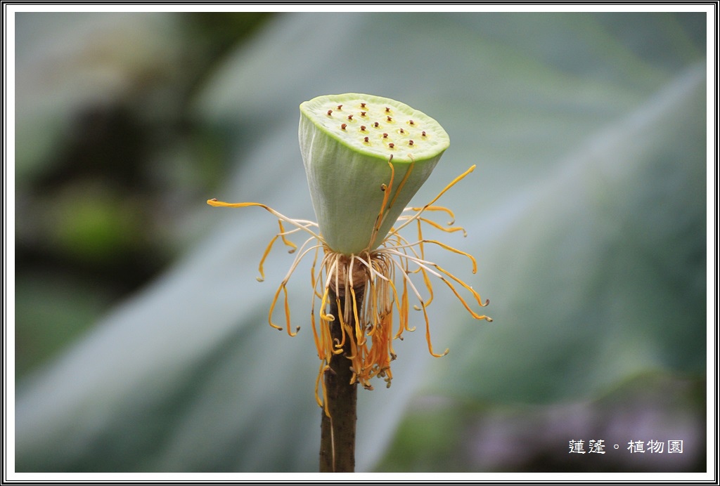 2014荷花~台北植物園29