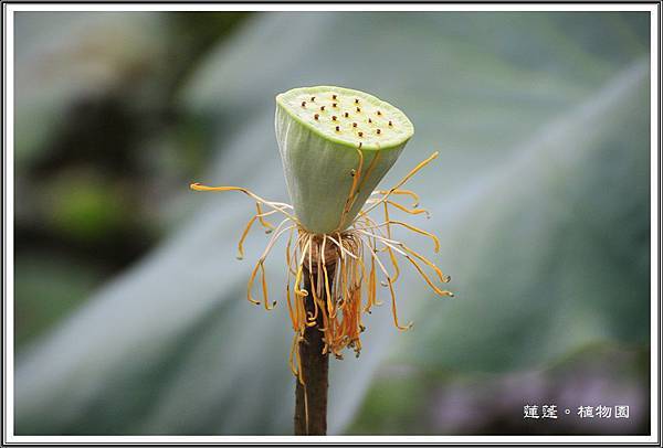 2014荷花~台北植物園29