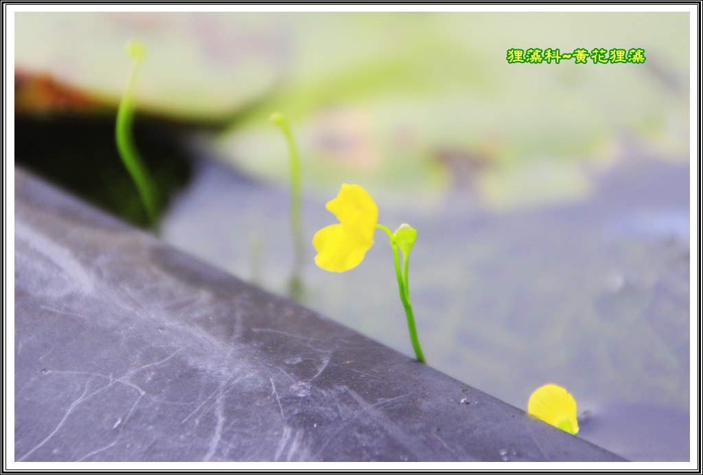 狸藻科~黃花狸藻03