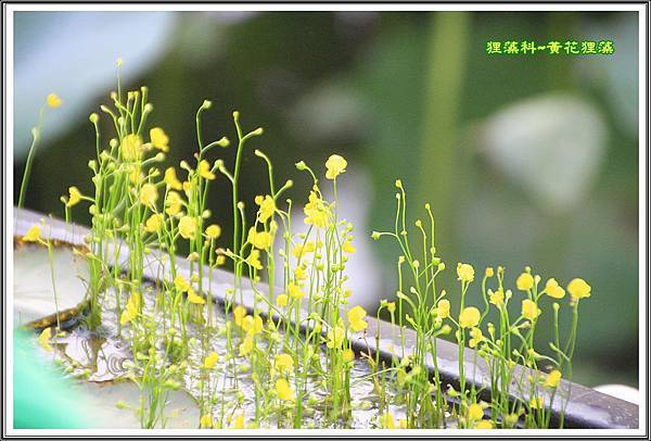 狸藻科~黃花狸藻01