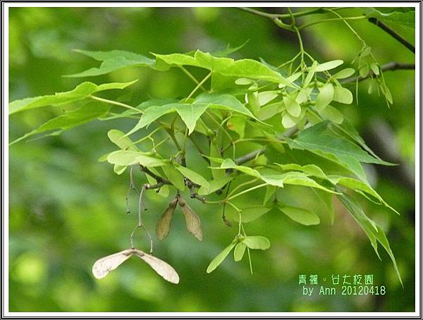 青楓。2012台大校園07