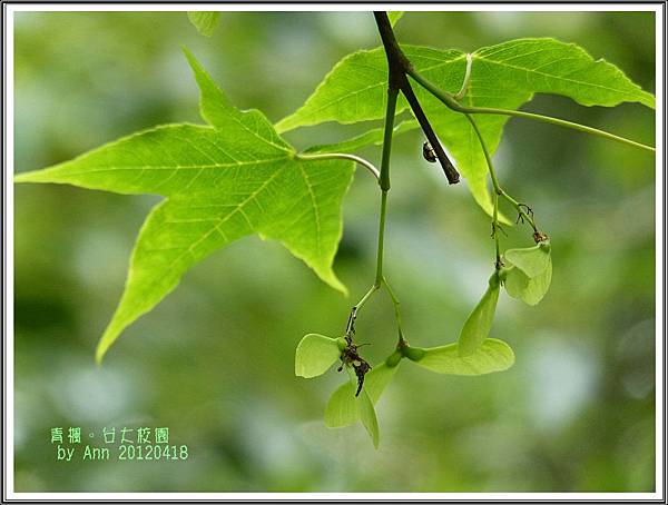 青楓。2012台大校園08