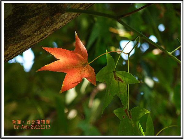 青楓。2012植物園00