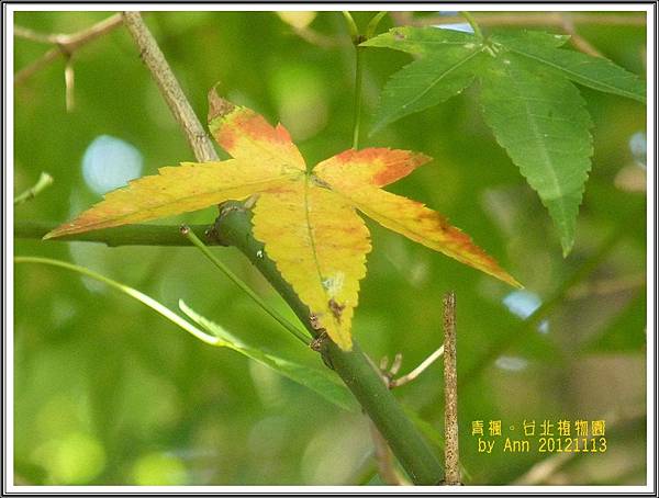 青楓。2012植物園02